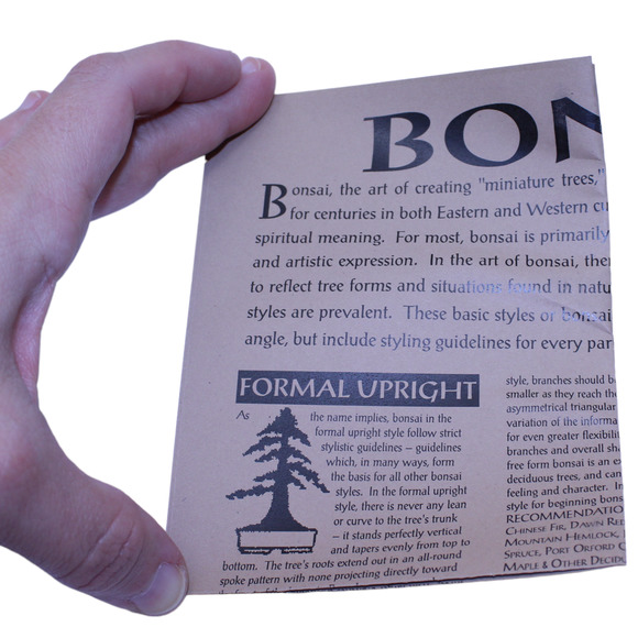 The Jonsteen Company Japanese Maple Acer Palmatum Bonsai Tree Growing Kit - Picture 9 of 9